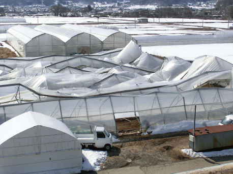 写真。倒壊したビニールハウス