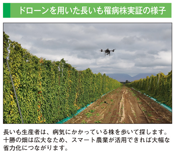 ドローンを用いた長いも罹病株実証の様子